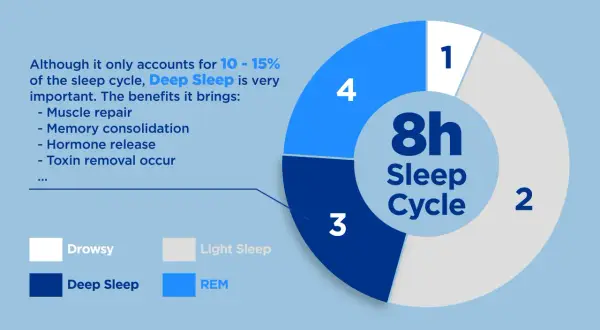 Deep Sleep is vital for muscle repair & memory. The image shows an 8h sleep cycle, with deep sleep being 10-15%.