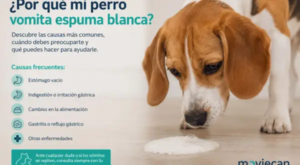 Un beagle mira espuma blanca en el suelo. El texto explica por qué mi perro vomita espuma blanca y remedios caseros.