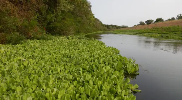 Un tapis luxuriant de pistia stratiotes borde un cours d'eau paisible, bordé d'arbres verdoyants.