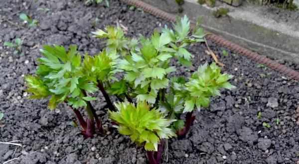 Libbsticka odla i mörk jord. Unga, ljusgröna blad med mörkröda stjälkar.