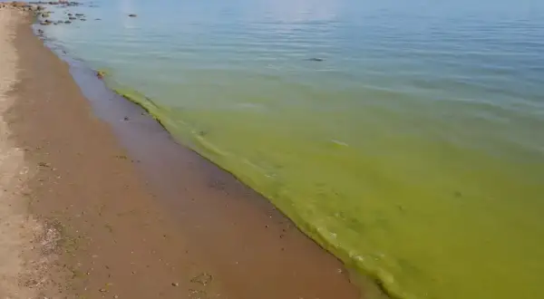 Zielony zakwit sinic na powierzchni wody przy piaszczystej plaży Bałtyku.