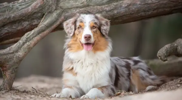 Ein wunderschöner australian shepherd in beige und braun liegt entspannt unter einem Baumstamm.