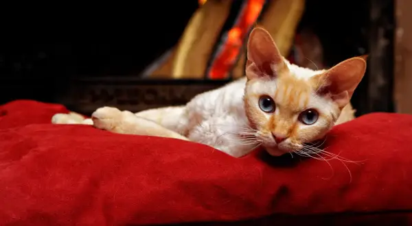 Dorosły Devon Rex: Cechy, pielęgnacja i zdrowie kota rasy Devon Rex