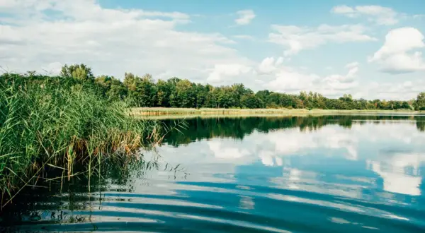 Grüne Schilfhalme am Ufer eines Sees, der die bewölkte blaue Himmel und den Wald spiegelt. Ein idyllischer Ort für Badeseen Leipzig.