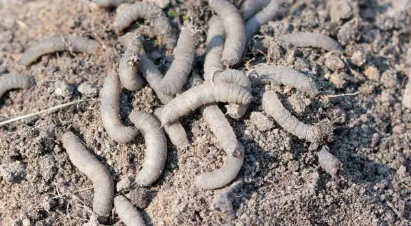 Un groupe de gros vers blancs se tortillent dans la terre meuble, prêts à dévorer les racines.