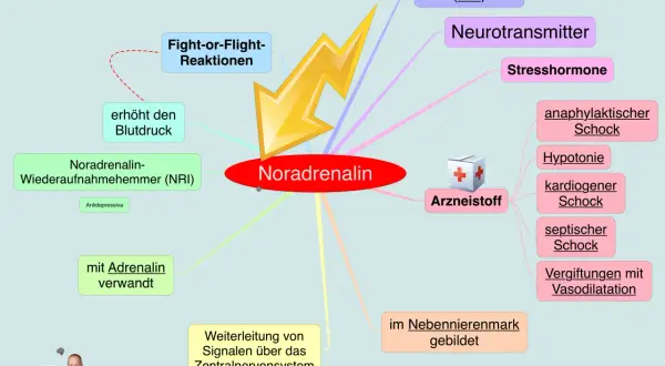 Noradrenalin: Neurotransmitter, Stresshormon, löst Fight-or-Flight aus, erhöht Blutdruck. Seine Wirkung auf die Psyche ist komplex.