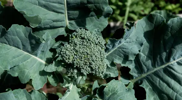 En frodig broccolihuvud med daggdroppar, omgiven av stora gröna blad. Perfekt för att blanchera broccoli.