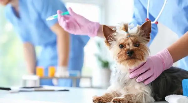 Mały piesek rasy Yorkshire Terrier przechodzi szczepienie psa dorosłego u weterynarza. Weterynarz w różowych rękawiczkach podaje zastrzyk.