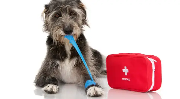 A scruffy dog with a blue bandage in its mouth and on its paw lies next to a red first aid kit. This image might remind you of bloat symptoms in dogs.