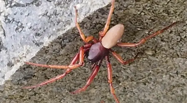 Czy pająki jedzą komary? Odkryj ich rolę w walce z insektami