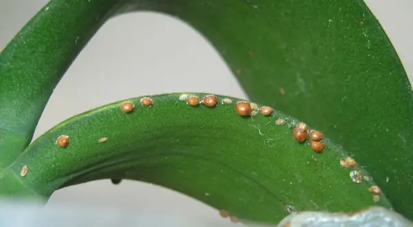 Piccole cocciniglie marroni infestano le foglie verdi di una pianta, formando una linea lungo il bordo.