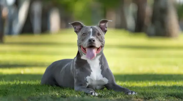 Ein glücklicher Stafford Terrier liegt im Gras, die Zunge hängt heraus.