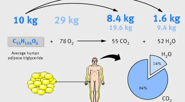 Schemat pokazuje, że po jakim czasie niejedzenia organizm spala tłuszcz, przekształcając 10 kg trójglicerydów w 8,4 kg CO₂ i 1,6 kg H₂O.