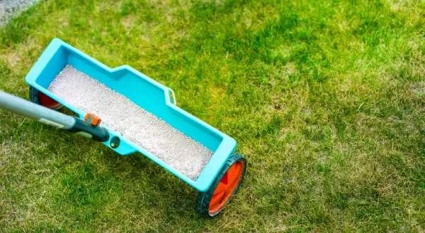 Siewnik z nawozem, który zawiera mikroelementy, rozsypuje granulki na trawniku, dbając o jego zdrowy wygląd.