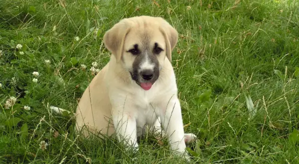 Ein süßer Welpe, ein zukünftiger **anatolischer Hirtenhund**, sitzt im grünen Gras und schaut neugierig in die Kamera.