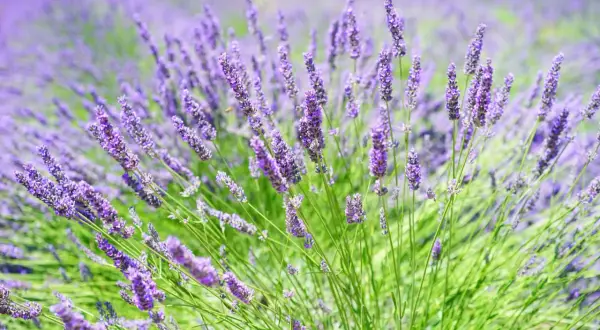 Ein Feld voller duftendem Lavendel, das zum tiefen lavendel schlaf einlädt. Bienen summen zwischen den violetten Blüten.