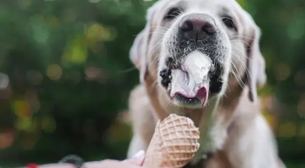 Czy pies może jeść lody? Dowiedz się, co jest bezpieczne dla psa