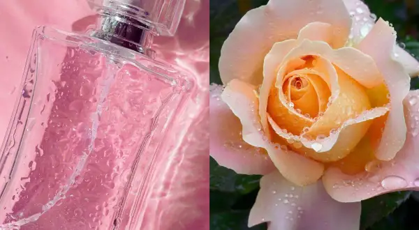 Perfumy w różowym odcieniu i delikatna brzoskwiniowa róża, the one, z kroplami rosy.
