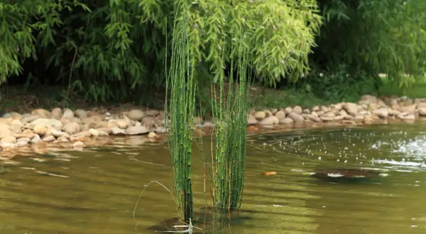 Deux touffes de prêle du Japon émergent d'une eau calme, bordée de galets et de végétation luxuriante.