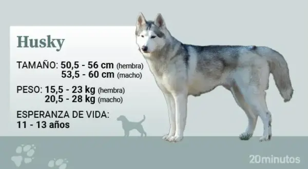 Un husky adulto pesa entre 15,5 y 28 kg, según sea hembra o macho. La imagen muestra un husky de pie con información sobre su peso.