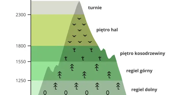 Wysokość nad poziomem morza i piętra roślinności w górach. Czy Tatry to Karpaty? Tak, Tatry to najwyższe pasmo Karpat.