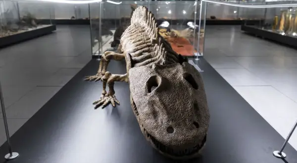 Szkielet pradawnego gada w muzeum dinozaurów Kraków. W gablotach widać inne eksponaty.