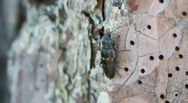 Insetti del legno in casa: un coleottero scuro su corteccia con fori, forse un segno di infestazione.
