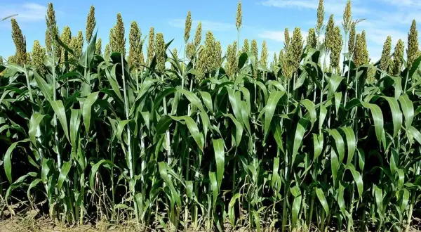 Gęste, zielone łodygi sorgo na poplon, z widocznymi wiechami, na tle błękitnego nieba z chmurami.