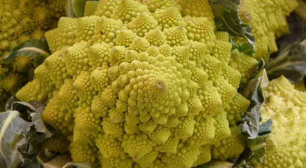 Ein Romanesco-Gemüse mit seiner faszinierenden, fraktalen Struktur. Perfekt für den Anbau im eigenen Garten.
