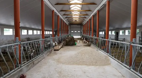 Jasna, przestronna obora z rzędami pomarańczowych słupów i metalowymi barierami. W boksach widać krowy, a na podłodze siano i paszę.