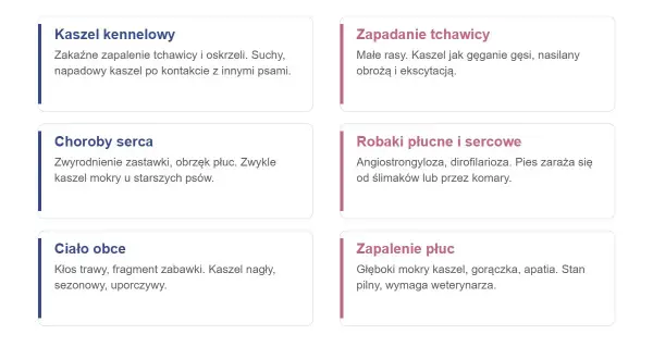 Najczęstsze przyczyny kaszlu u psa: kaszel kennelowy, zapadanie tchawicy, choroby serca, robaki płucne i sercowe, ciało obce, zapalenie płuc. Zastanawiasz się, co podać psu na kaszel? Sprawdź przyczyny!