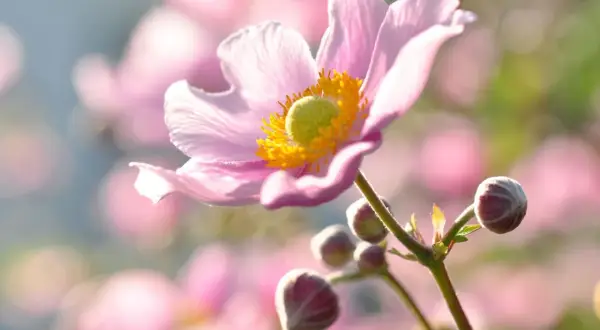 Eine zarte, rosafarbene Herbst-Anemone mit gelbem Blütenzentrum und Knospen im Gegenlicht.