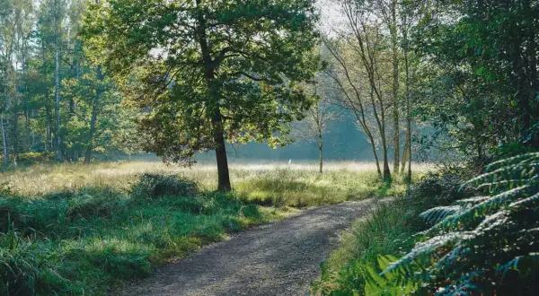 Ein sonniger Weg führt durch die Ohligser Heide, vorbei an hohen Bäumen und üppigem Grün.