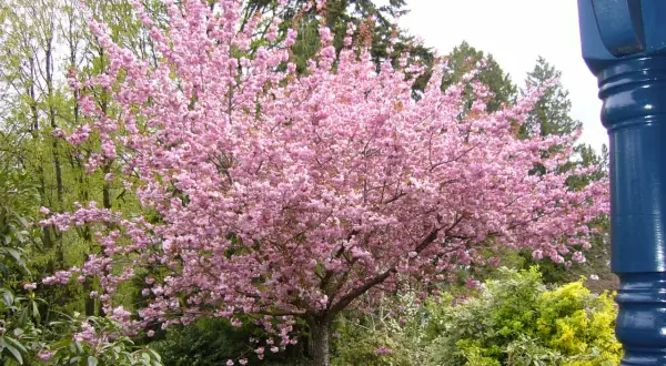 Un albero di ciliegio in fiore, con i suoi rami carichi di fiori rosa, domina un giardino verdeggiante. Intorno, altri piccoli alberi e arbusti creano un paesaggio primaverile.