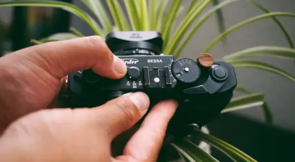Hands adjust the settings on a black Bessa R2A camera, surrounded by lush green foliage.