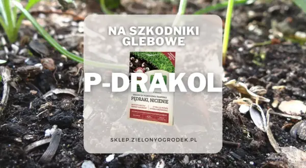 P-Drakol to mikrobiologiczny preparat doglebowy, który ogranicza szkodniki glebowe, takie jak pędraki i nicienie, stymulując rozwój systemu korzeniowego.