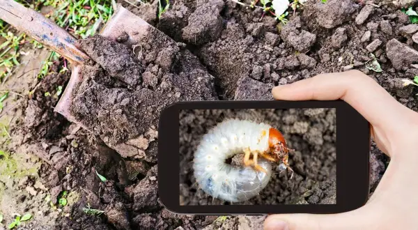 Na ekranie telefonu widać pędraka, szkodnika niszczącego rośliny. Szukasz domowych sposobów na pędraki?