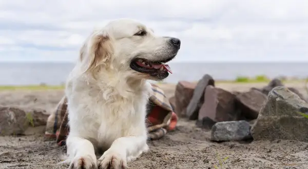 Golden Retriever agresywny? Poznaj prawdę i sekrety wychowania