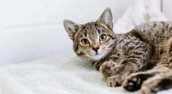 A tabby kitten with bright eyes looks up, ready for its fip vaccine.