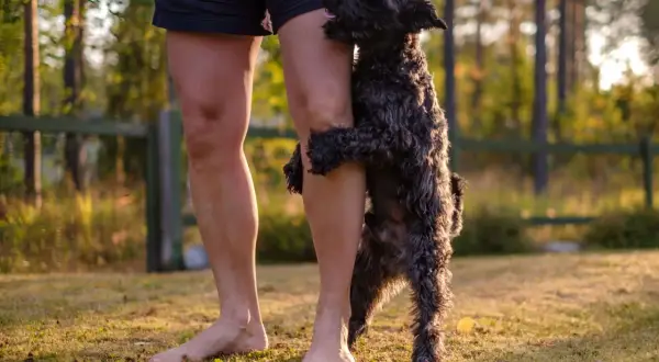 A black dog playfully humps a person's leg. This behavior, why do dogs hump, can be due to excitement, play, or attention-seeking.