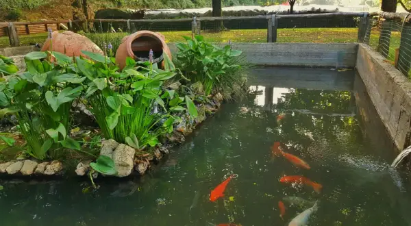 Un bassin avec bâche abrite des poissons rouges et des plantes aquatiques luxuriantes, avec deux grandes jarres en terre cuite en arrière-plan.