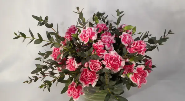 Piękny bukiet różowych goździków i gałązek eukaliptusa, starannie ułożony w gąbce florystycznej.