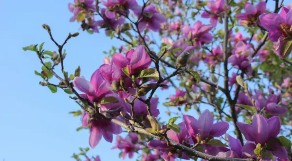 Przycinanie magnolii: Kiedy i jak ciąć, by nie zaszkodzić?