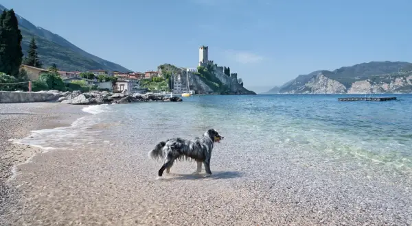 Deutschland mit Hund: Top Attraktionen & unvergessliche Erlebnisse