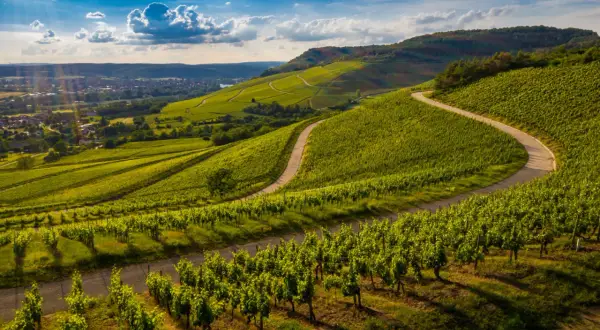 Grüne Weinberge schlängeln sich über Hügel, die an die berühmte Barolo Rebsorte erinnern. Ein Weg führt durch das satte Grün.