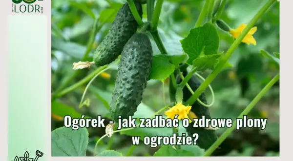 Zdjęcie przedstawia dojrzewające ogórki na łodydze, z żółtymi kwiatami. Tekst informuje o tym, jak dbać o zdrowe plony ogórków w ogrodzie.