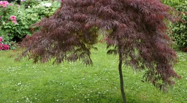 Klon palmowy odmiany o bordowych, postrzępionych liściach, zwisający nad trawnikiem z drobnymi białymi kwiatkami.