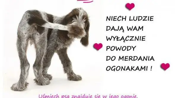 Życzenia na Dzień Psa: Wzruszające, śmieszne, krótkie gotowe teksty