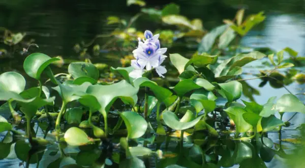 Une jacinthe d'eau interdite, avec ses feuilles rondes et sa fleur violette, flotte sur l'eau sombre.