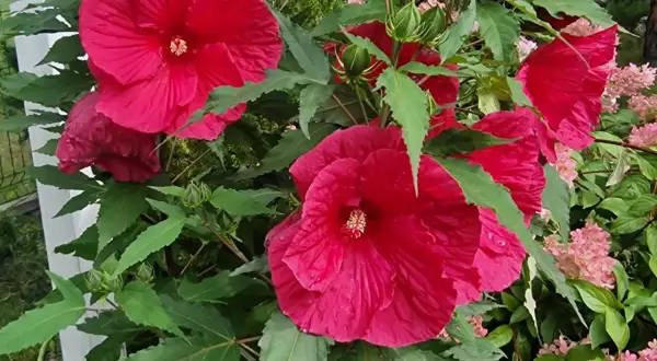 Piękny, rozłożysty hibiskus krzew z wieloma dużymi, karminowymi kwiatami i zielonymi liśćmi.